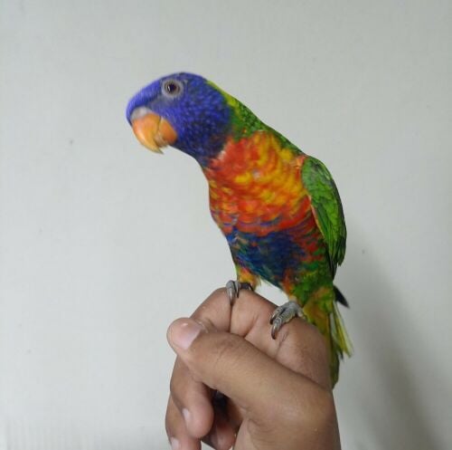 For Sale