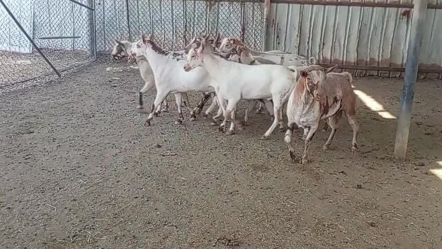 للبيع تيوس فحول عمانيات طيبه