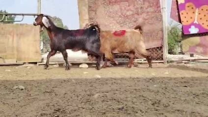 للبيع معزها عوارض دفيع شرط
