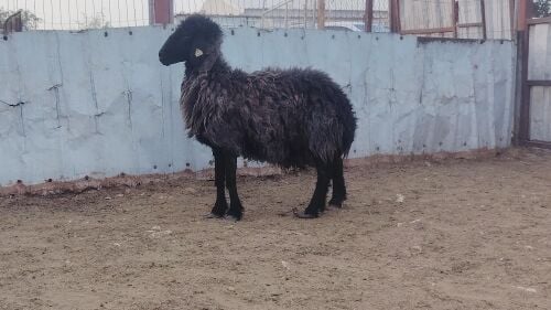 للبيع شاه عربيه طيبه