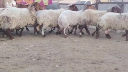 للبيع شاليهات سوريه طيبه