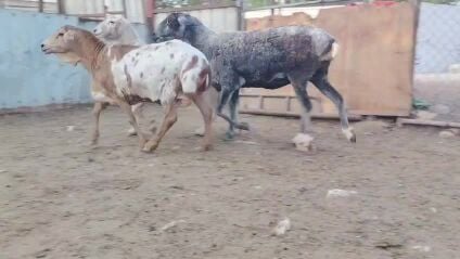 للبيع شويهات بربر بيرشن طيبه ديد