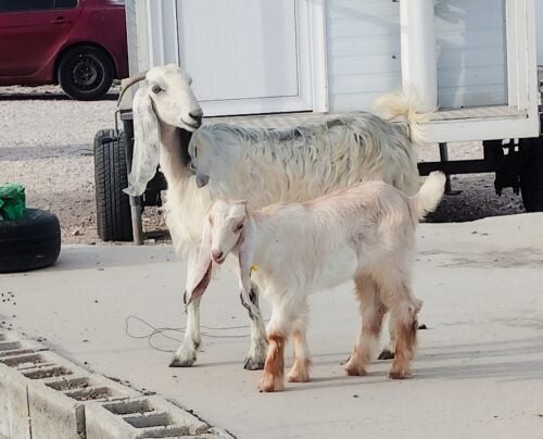 للبيع عنز وليد تحته جمد زبيحه