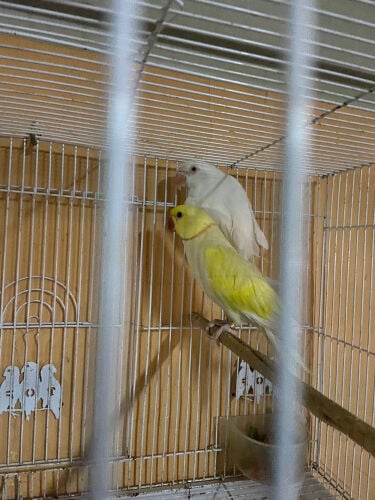 جوز دره منتج 