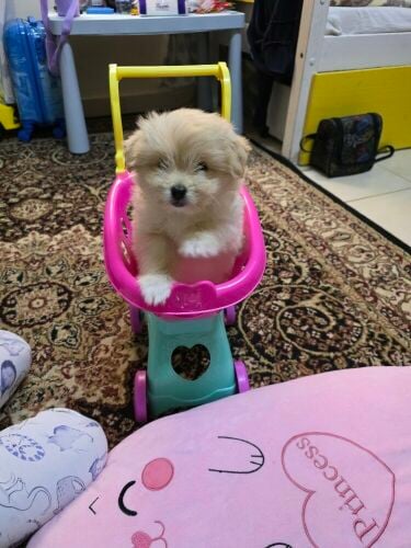 Maltese 2 months