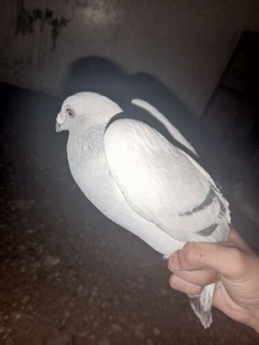 ice pigeon