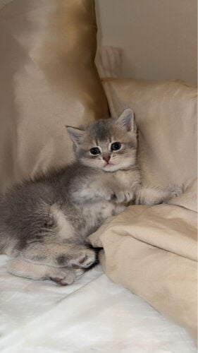 قطط سكوتش ستريت ( للبيع )