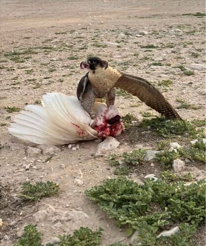 قرناس شاهين