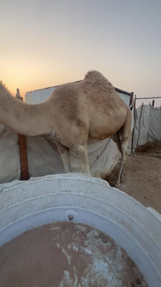خلفه طيبه