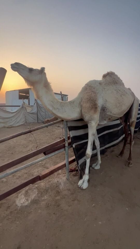 خلفه طيبه