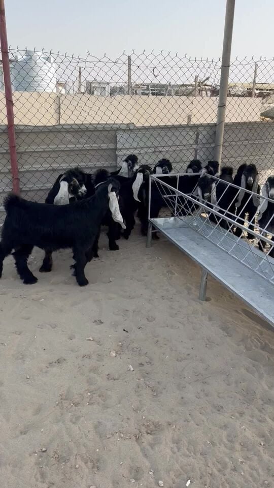 تيوس عوارض سمان طيبه انتاج عزبه 