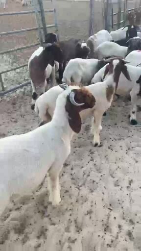 اضاحي. 