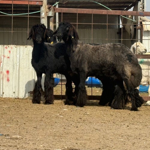 للبيع رخال عرب صنف فاخره طيبه
