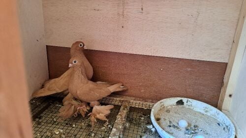 زوج صفاقي اصفر مميز