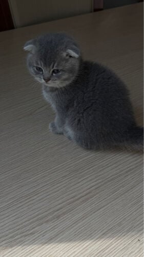للبيع