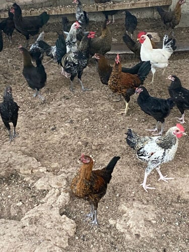 دجاج بلدي ممتاز 