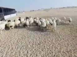 للبيع اضاحي فاخره انتاج عزبة بر