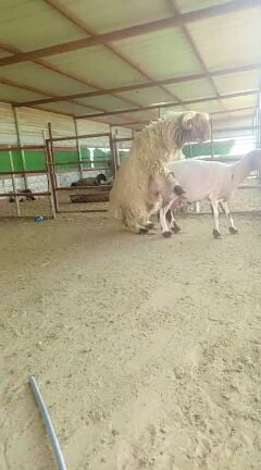 فحل مستقبل حار 