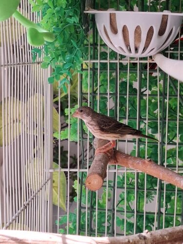 Yasmeen Grey Breeder