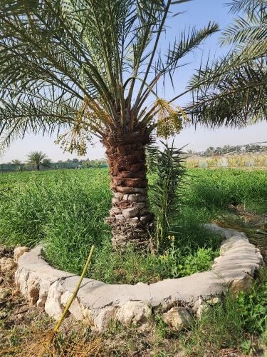 نخيل  و فسیل  سعر ممتازة