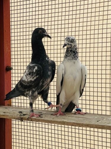 Good Quality Pakistani Pigeons