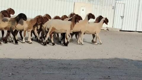 للبيع رخال سوريات طيبه