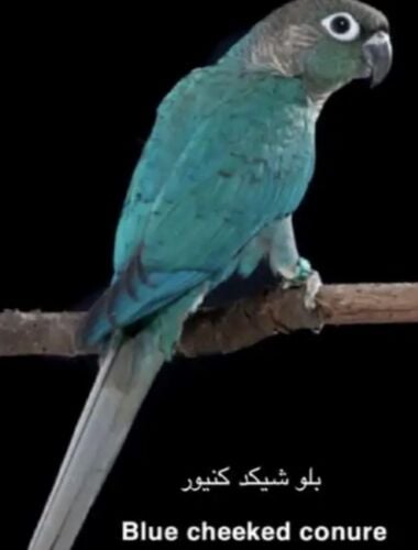 بلو شيك كنيور عمرها سنه مفقوده في