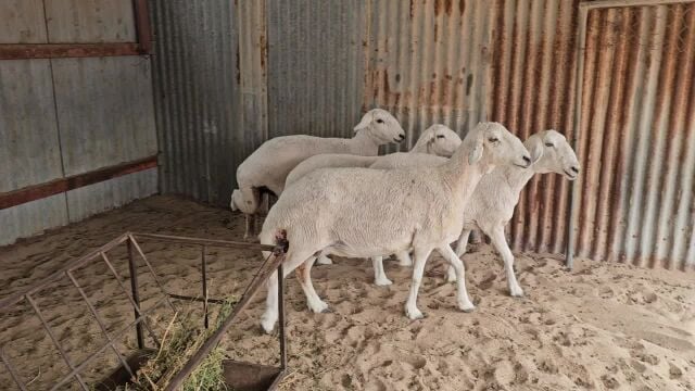 غنم حريات