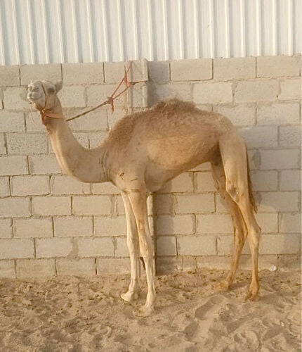 نوعيه