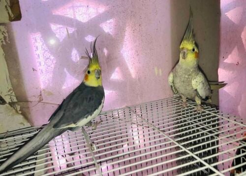 cocktail birds
