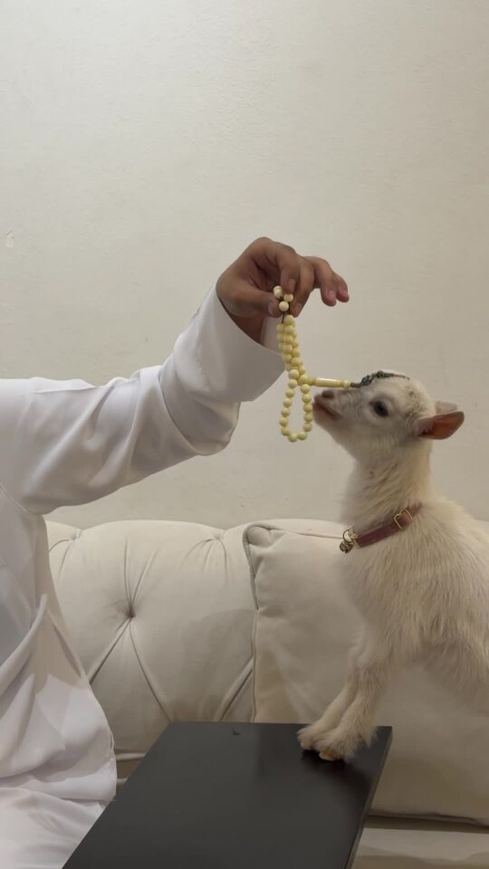 Dwarf goat