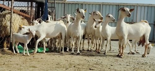 عمانيات طيبه برص اصايل