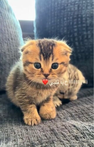 ‏Scottish Fold Shorthair kitten