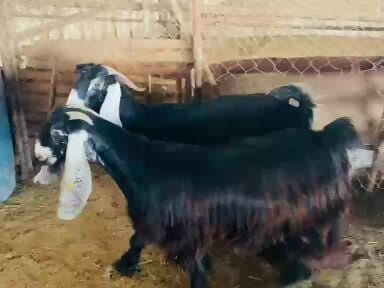 ماعز عوارض