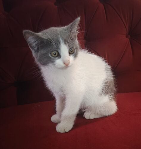 For adoption