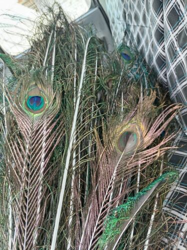ريش طاووس اصلي