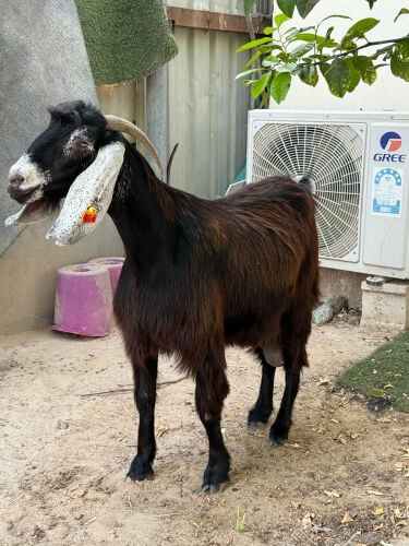 عارضيه خصم دافع 
