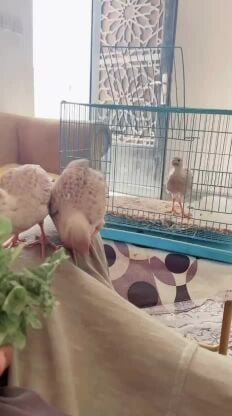 صفرد