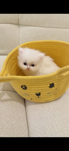  kitten has disability for adaption