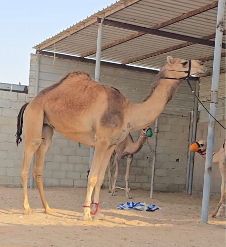 عرض فاخر