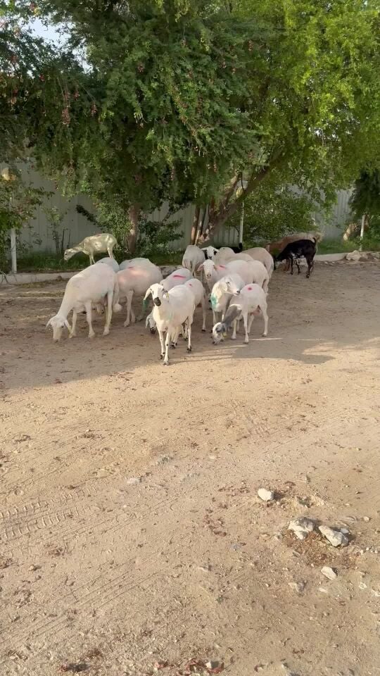 شوهات حبص وثلاث حرش 