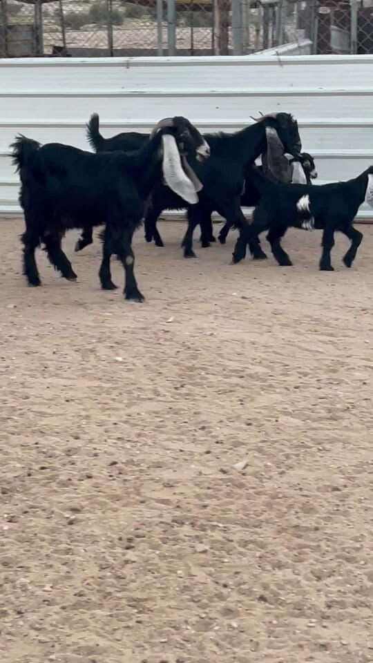 معزاء وليد
