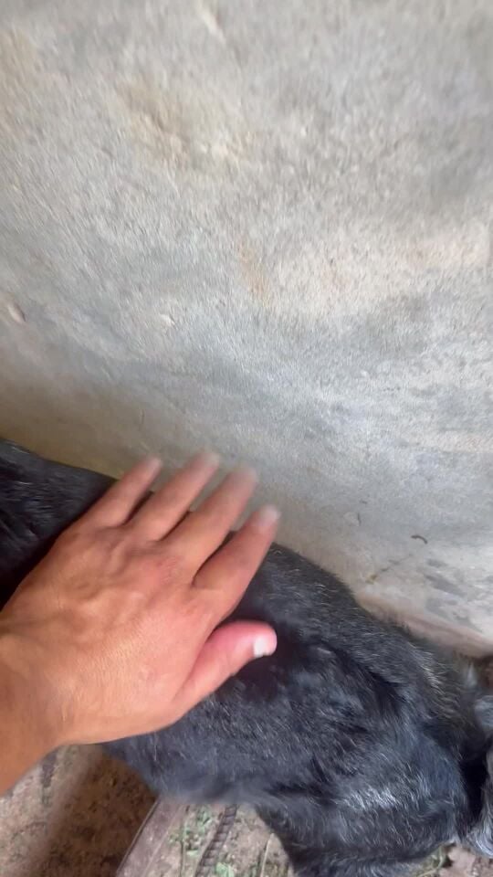 تويس صغير سمين 