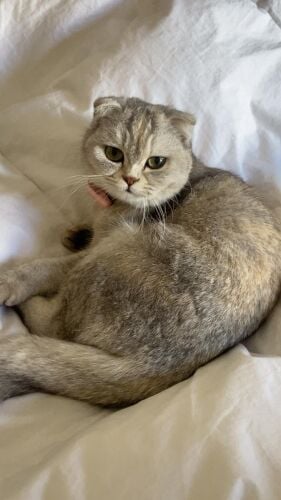Scottish Fold