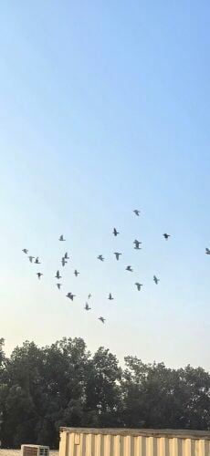 Racing birds with 2025pedigree