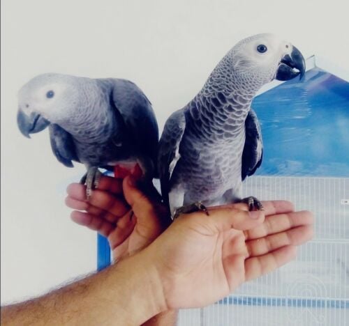 African grey
