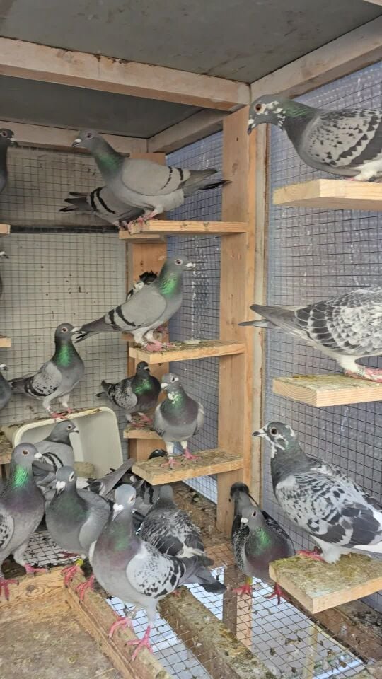 Racing piegon total sale