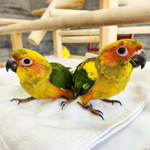 Sun Conure Baby
