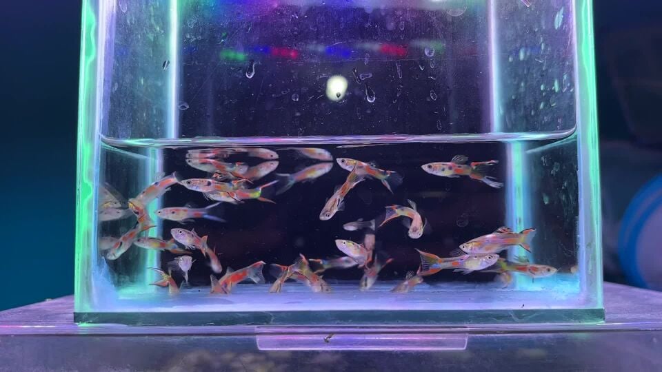 endler guppies male for sale 