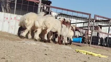 للبيع طليان سوريه طيبه